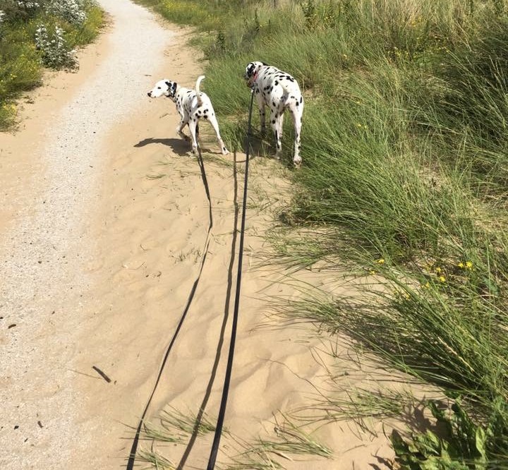 Sleeplijn hond strand duinen