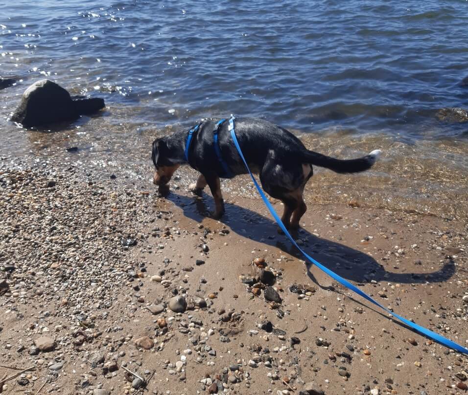 Sleeplijn hond zee zwemmen strand