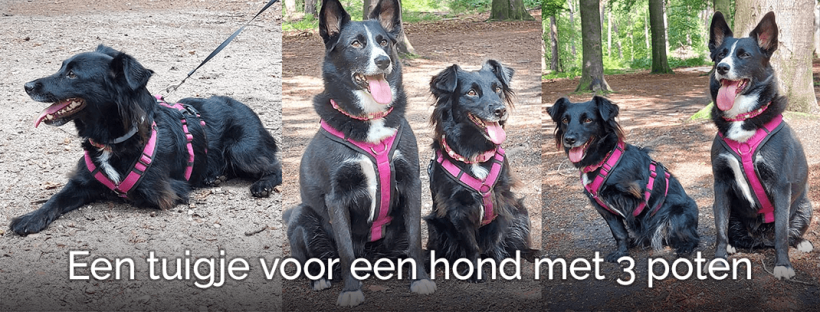 Tuig hond 3 poten geamputeerde voorpoot