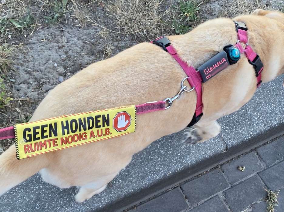 Tuigje hond geel lintje afstand houden