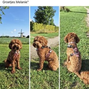 Tuigje hond niet over kop