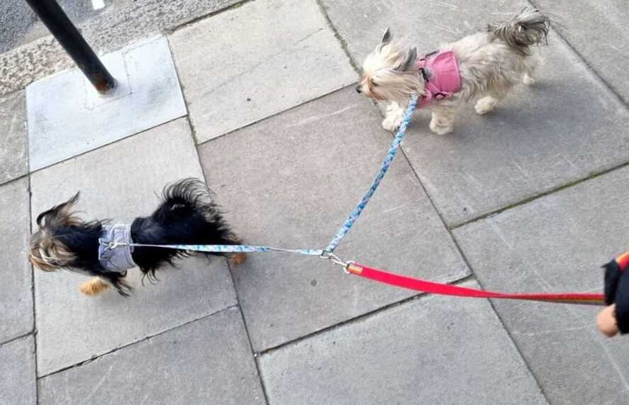 nadelen dubbele hondenriem voor 2 honden riem lijn duo
