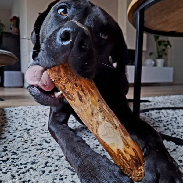 Olijfhout kauwwortel - hond - hypoallergeen - 100% natuurlijk