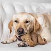 Benebone Tripe Bone Tripe botten runderpens smaak nylabone grote hond