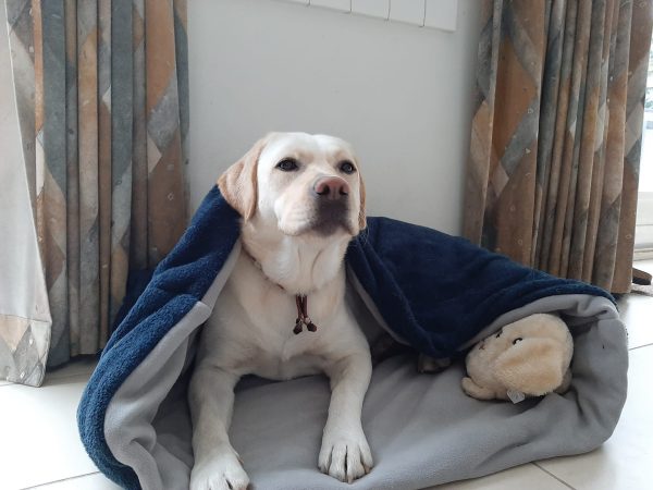 Goedkope hondenslaapzak slaapzak hond