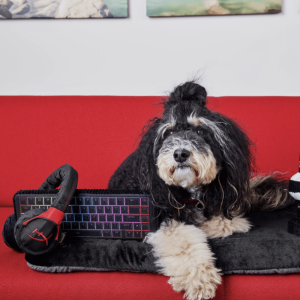 HyperX toetsenbord knuffel hond P.L.A.Y. Keyboard hondenknuffel