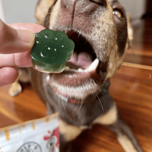 Lulu's kitchen dog jelly shots australië jelly voor honden maken voorbeeld