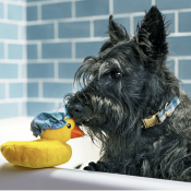 P.L.A.Y pet Splish splash badeend knuffel hond in bad