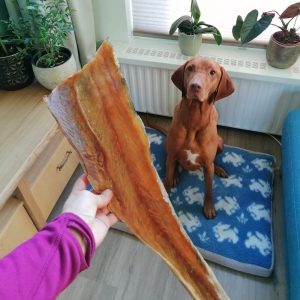 Grote gedroogde vis kabeljauwfilet kluif hond