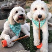 Boneguard chew snack holder