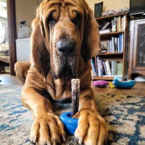 Kluifhouder snacks Boneguard alternatief hond niet meer stikken in snacks