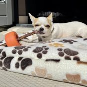 bone guard hond