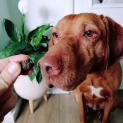 Hennepzaadolie anti jeuk snoepjes hond