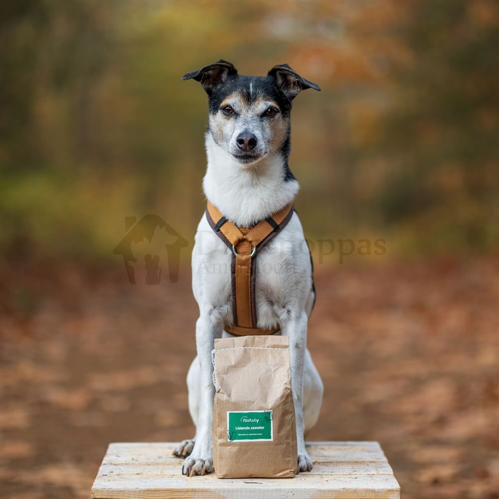 ijslands zeewier hond