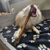 Hertenpoot hond ervaring