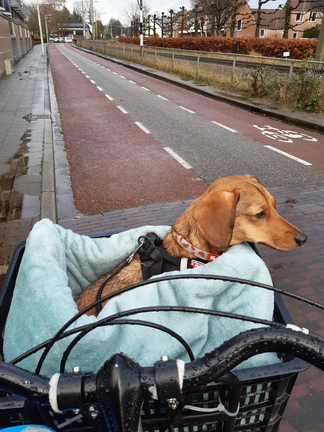 Hondenslaapzak fiets hond in fietskrat