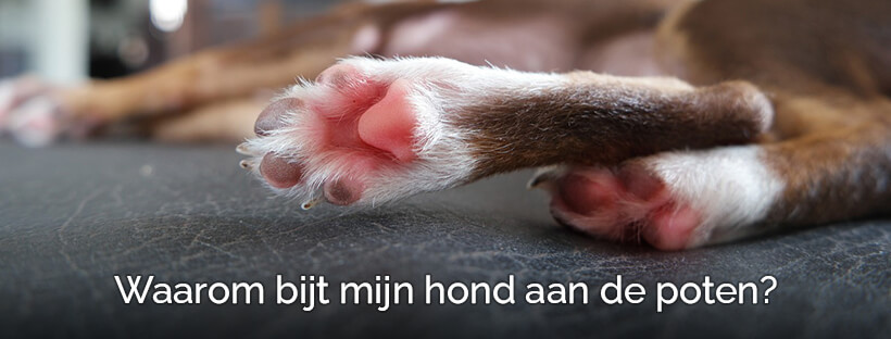 Waarom bijt mijn hond aan de poten