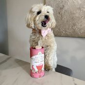 probiotica forte hond