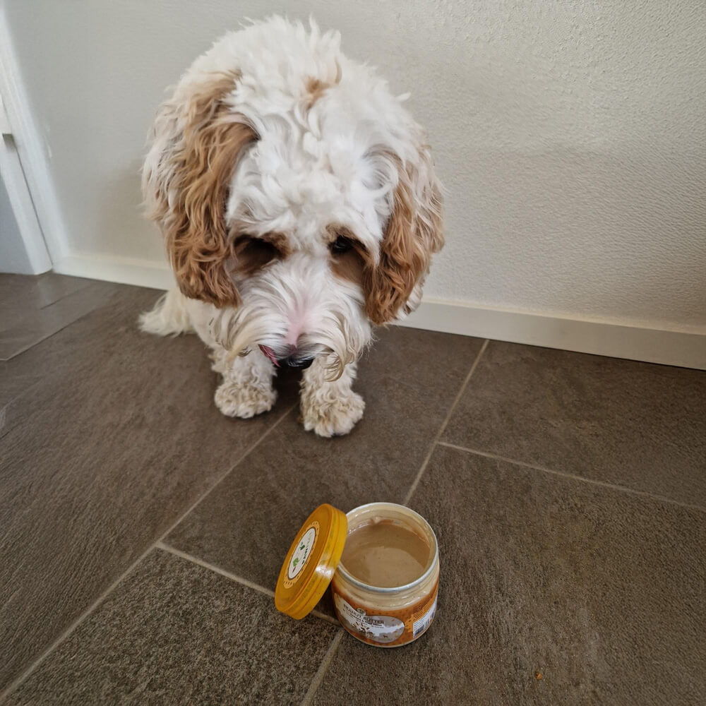 welke pindakaas hond