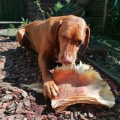 Rog rogvleugel hond vissnack groot