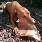 gedroogde rog rogvleugel hond vissnack groot