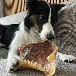 roggevleugel hond