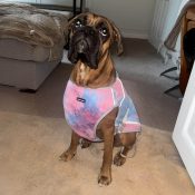 Beste koeljas hond