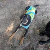 Beste koelvest hond