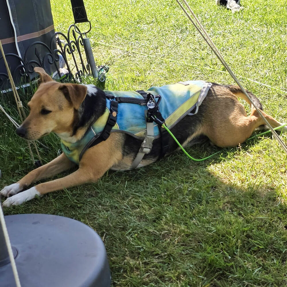 Koelvest hond gevaarlijk