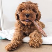 Nekspier hert hond