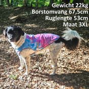 beste koelvest hond 1