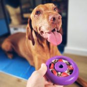 freezbone hond ervaringen