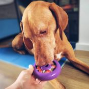 freezebone hond ervaring reviews