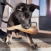 hertenoren hond