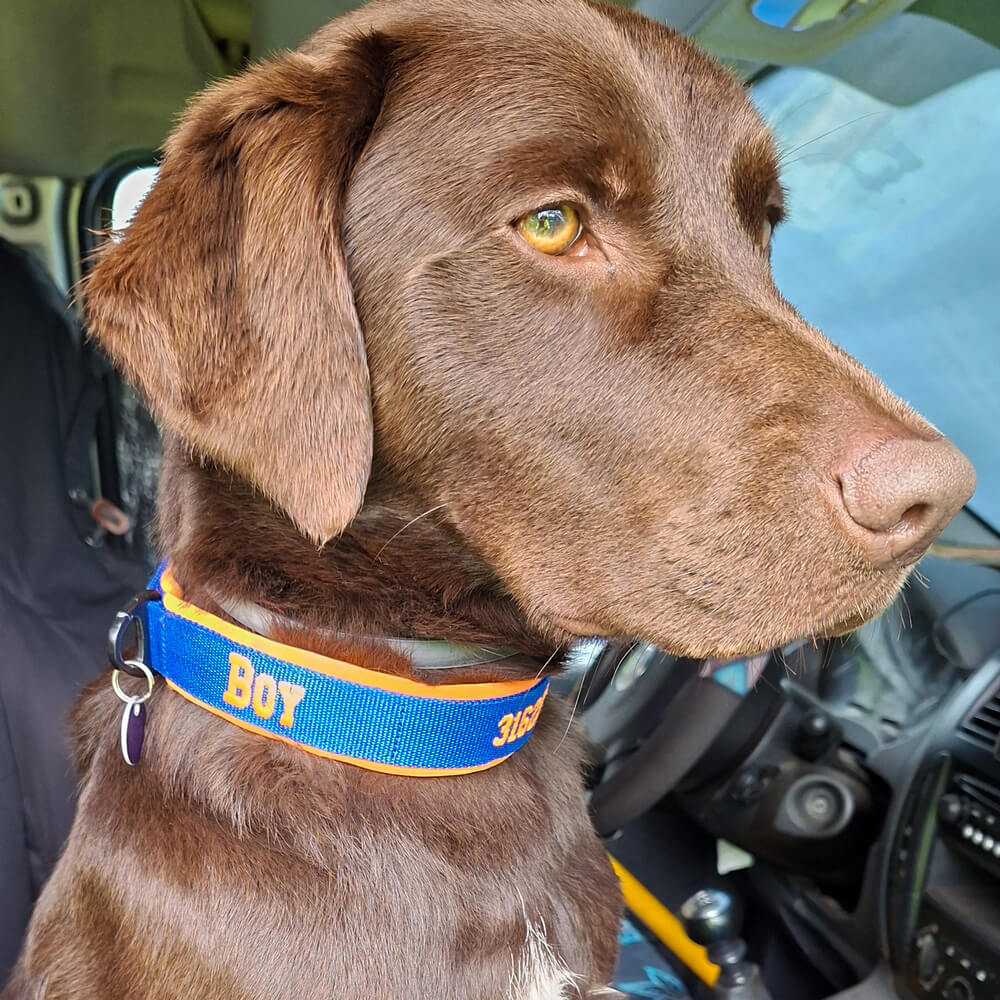 Beste halsband hond
