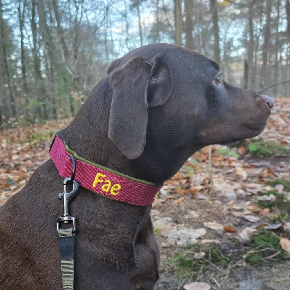 Beste halsband met naam