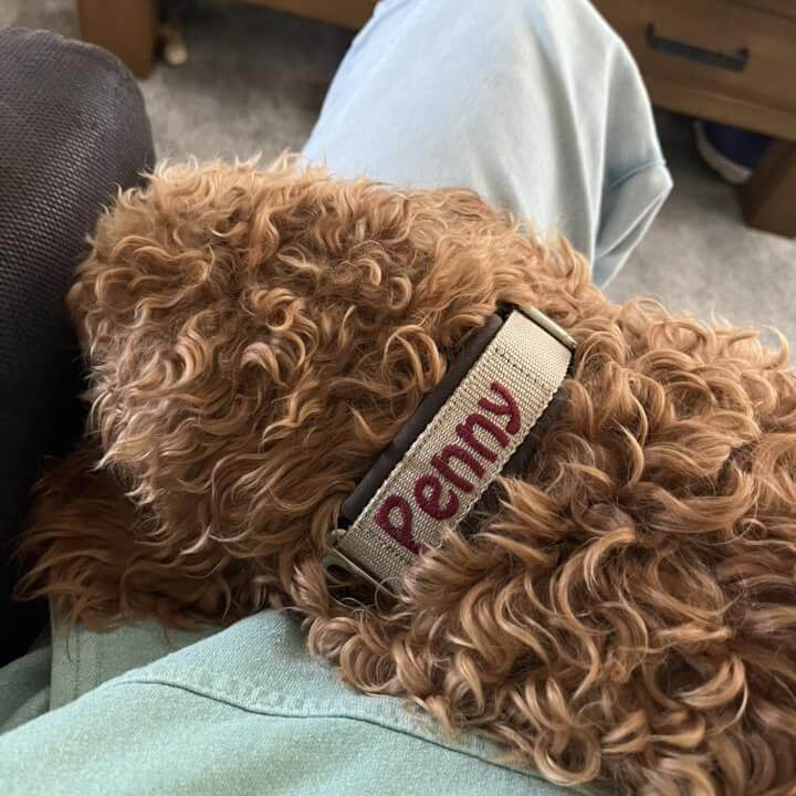 Brede halsband klein hondje