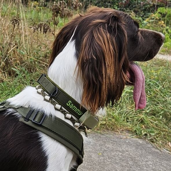 Halsband jachthond