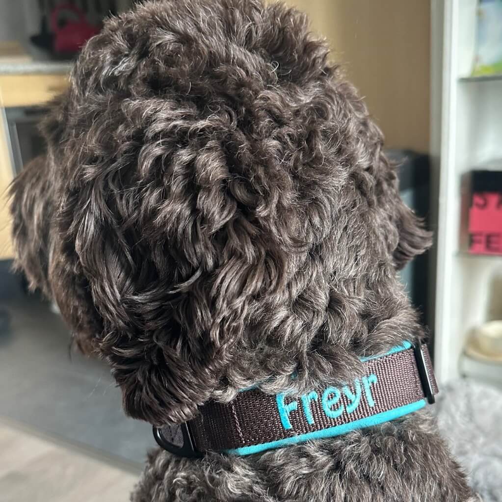Halsband labradoodle