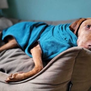 Badjas hond lidl aldi action