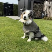 Badjas voor border collie australian shepherd