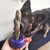 Boneguard kluifhouder hond bot houder zeebonk