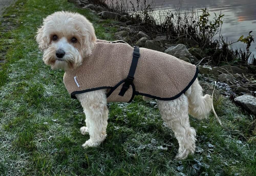 Honden trui voor labradoodle