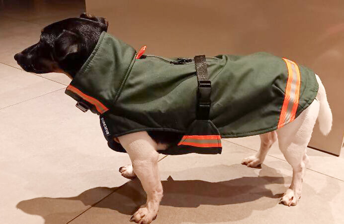 Hondenjas jack russel