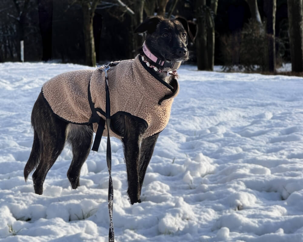 Hondentrui fleece grote hond winter
