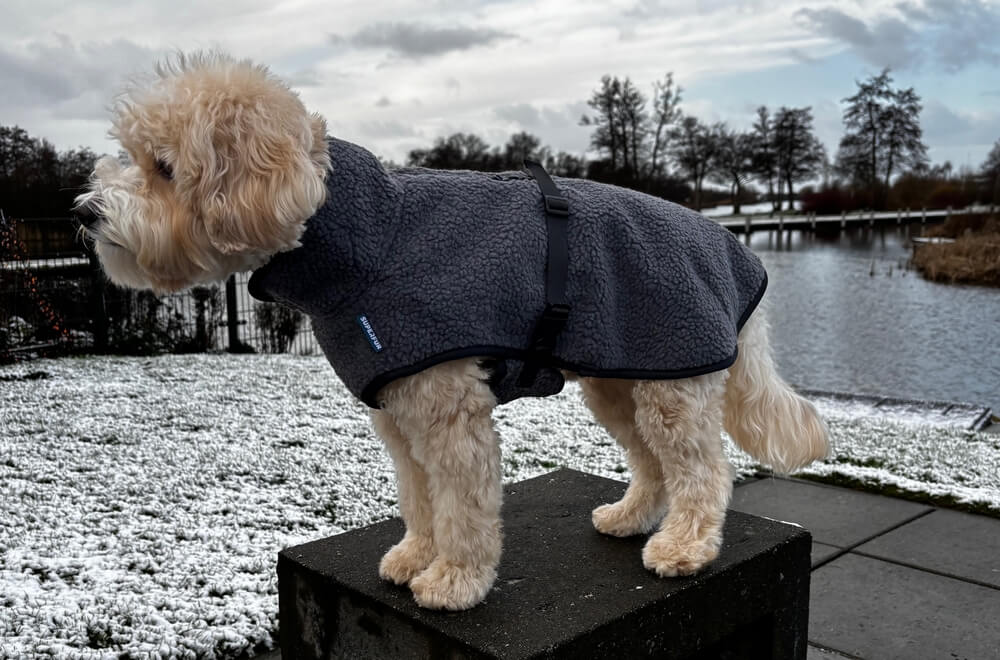 Hondentrui sneeuw hond