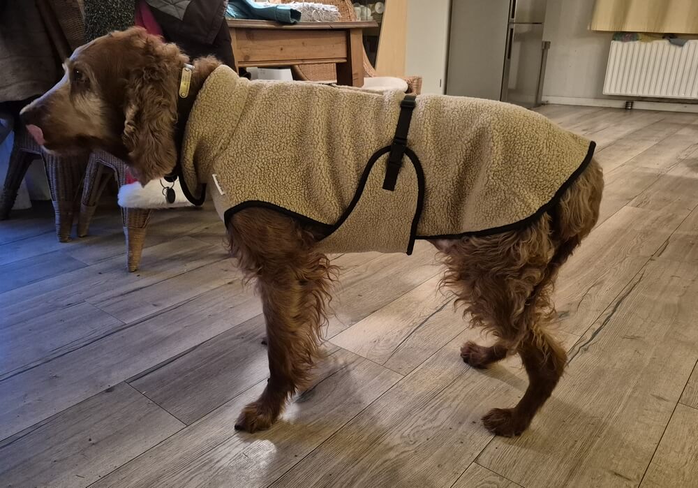 Hondentrui trui middelgrote hond