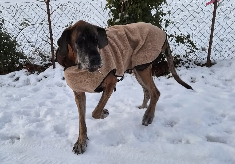 Hondentrui voor hele grote hond