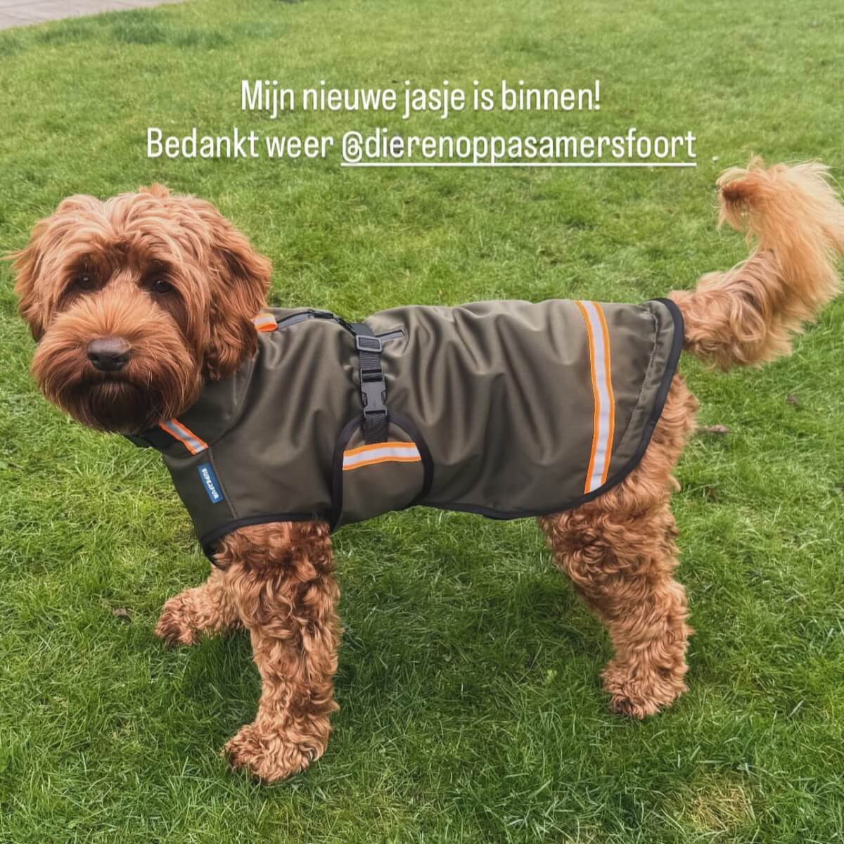 Jas Labradoodle Regen