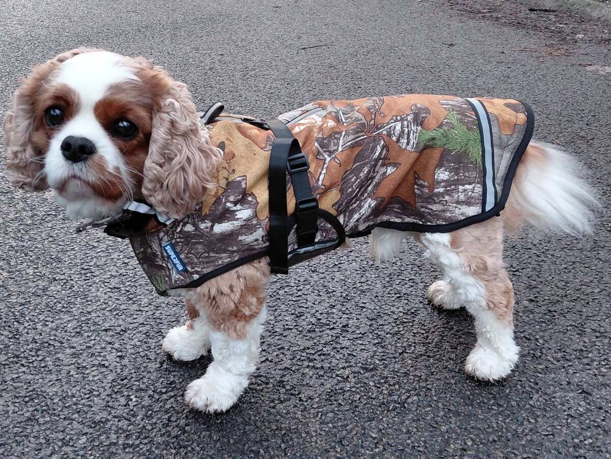 Regenjas klein hondje